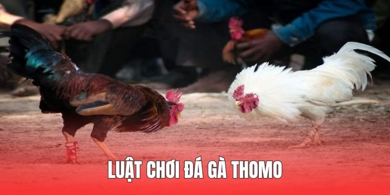Luật chơi Đá Gà Thomo được quy định rất rõ ràng, minh bạch